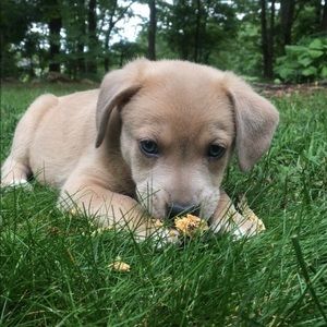 Meet your Posher, Bailey